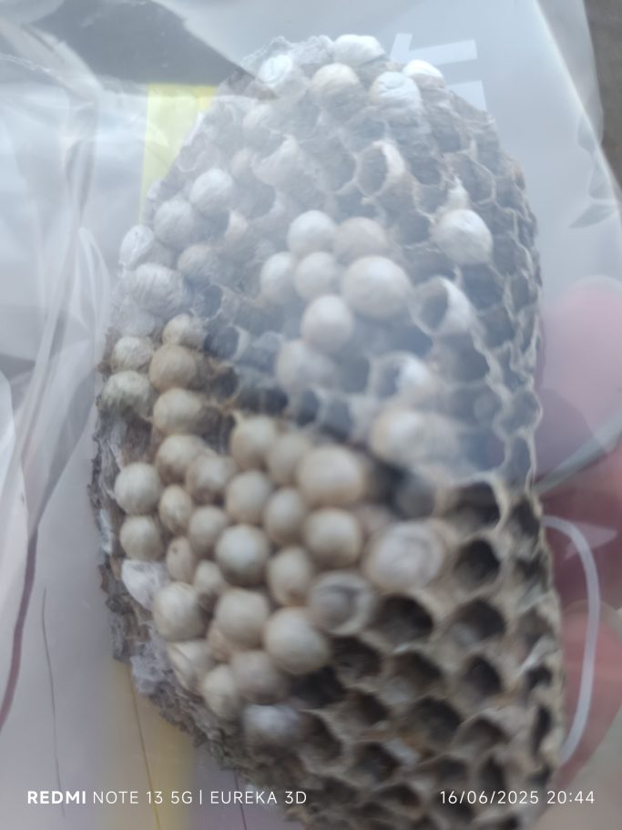 Photo d’un nid de guêpes ouvert laissant apparaître les alvéoles et les œufs blancs, et les larves à l’intérieur.