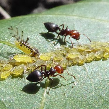 FOURMIS ACROBATE