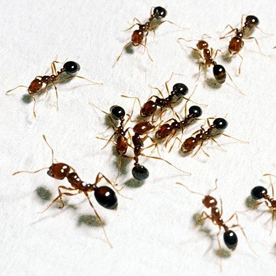 FOURMIS DE FEU