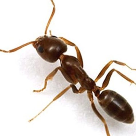 FOURMIS D'ARGENTINE