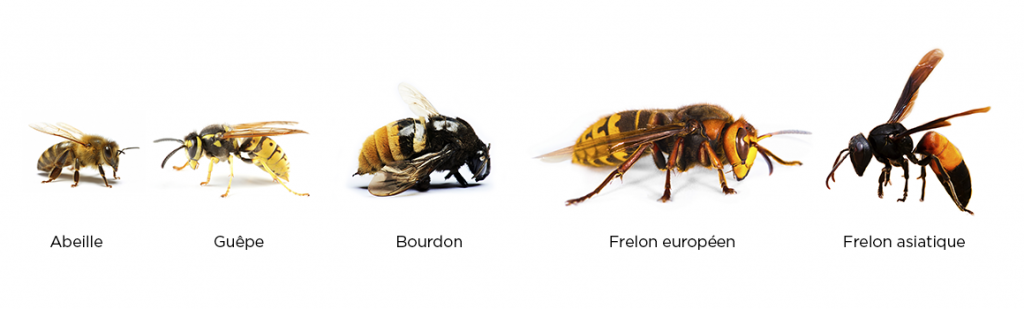 abeille ou guêpe ou frelon Différentes espèces d'abeilles et de guêpes et frelon en ordre de taille.