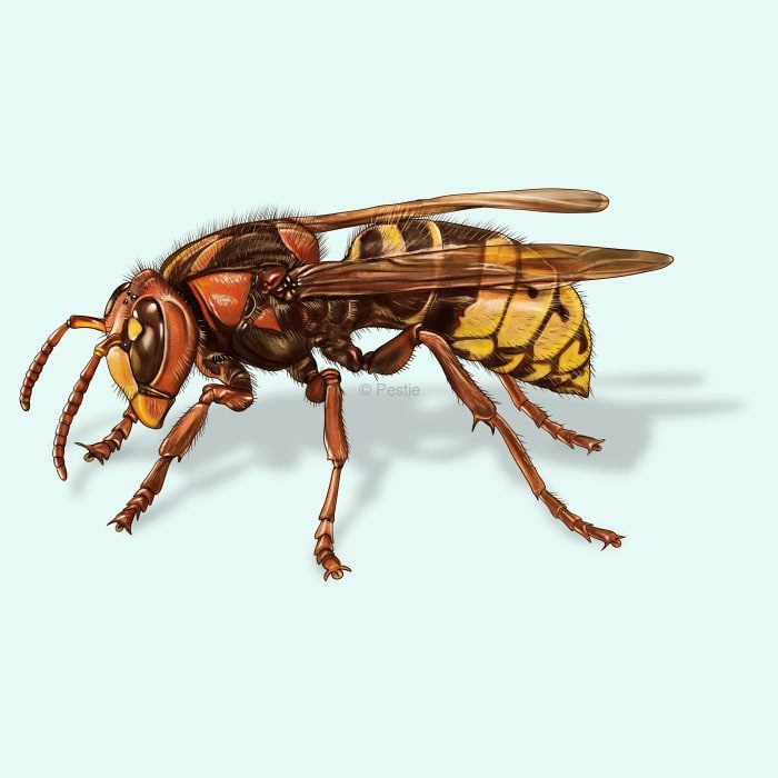 frelon européen frelon européen
