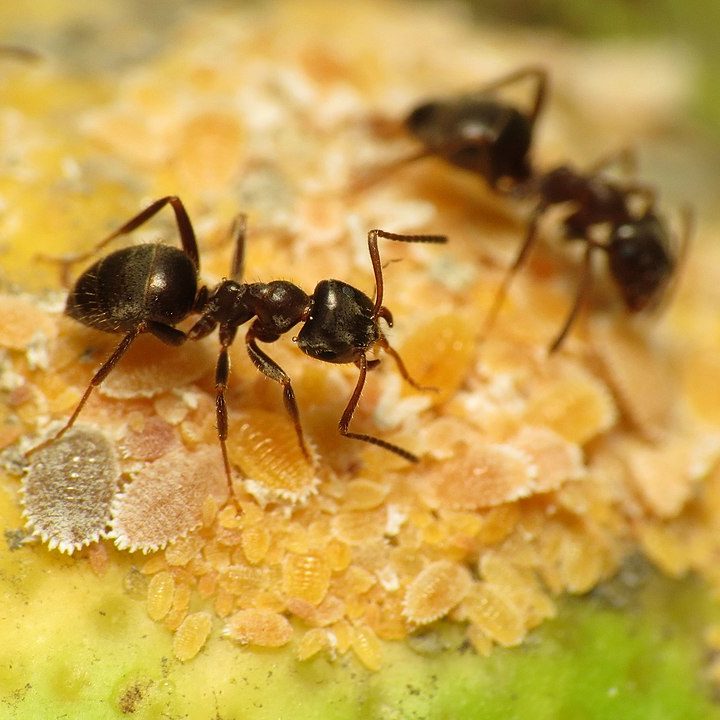 FOURMIS DES JARDINS LASIUS NIGER