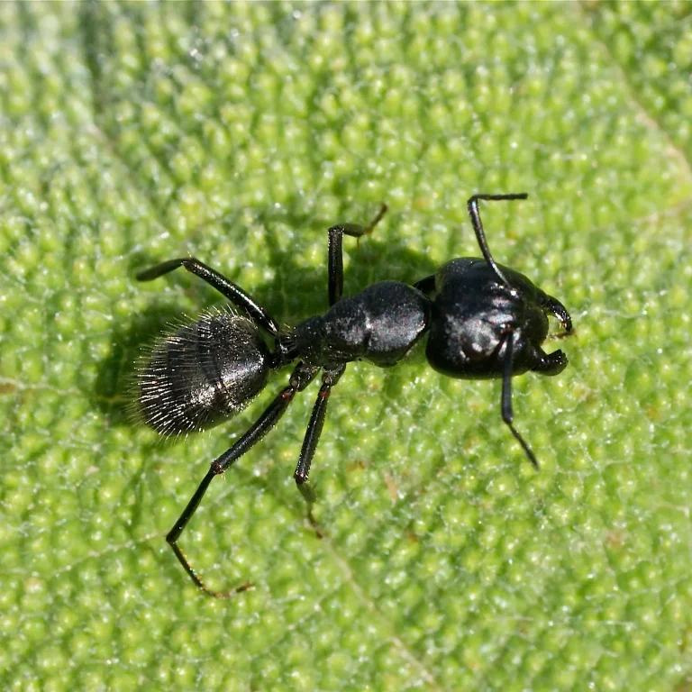FOURMIS CHARPENTIERE