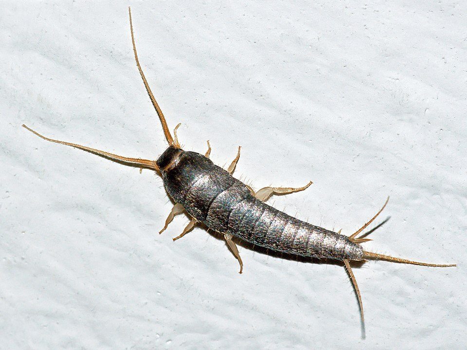 Un insecte argenté à trois antennes et corps allongé sur fond clair.