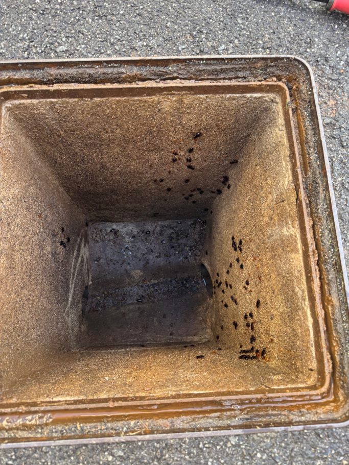 Photo montrant des blattes visibles dans une zone d’égout.