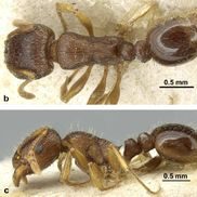 FOURMIS DES TROTOIRS