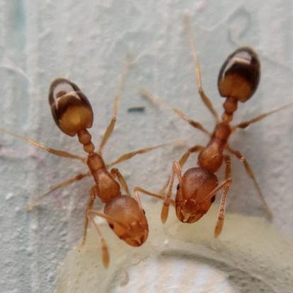 FOURMIS PHARAON
